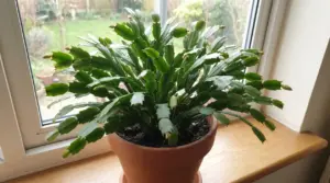 Cactus di Natale in vaso sul davanzale con numerosi boccioli pronti a fiorire vicino a una finestra