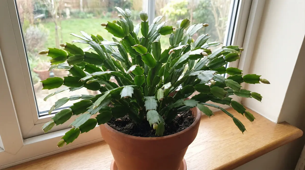 Cactus di Natale in vaso sul davanzale con numerosi boccioli pronti a fiorire vicino a una finestra